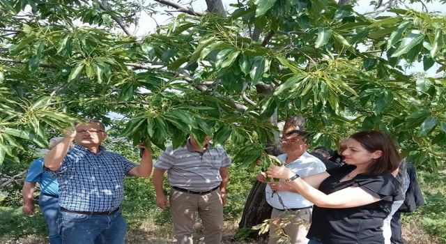 Üreticiler 'kestane gal arısı' zararlısına karşı bilgilendirildi