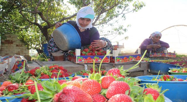 Uzun süren kış ve Rusya-Ukrayna savaşı çilek üretimini vurdu