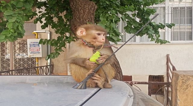 Başıboş gezen maymun koruma altına alındı