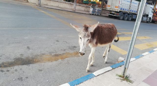 Evinden firar eden eşek ilginç görüntülere sahne oldu