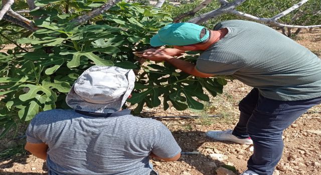 Karacasu'da 'teke böceği' alarmı sürüyor