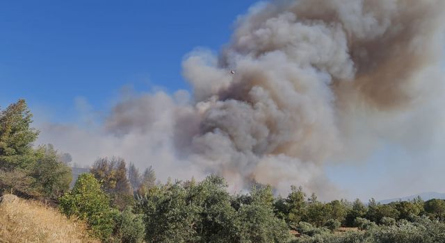 Nazilli'de orman yangınına havadan ve karadan müdahale ediliyor