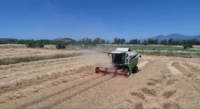 Aydın'da buğday hasadı başladı