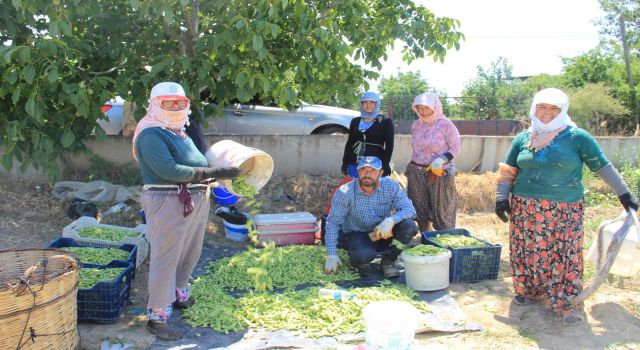 Bamya üreticileri aracılardan dertli