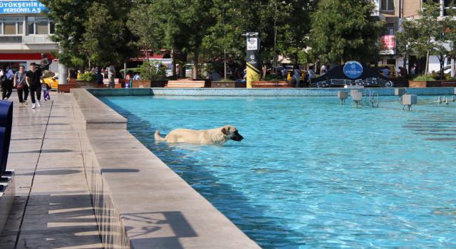 Sıcaktan bunalan köpeğin havuz keyfi