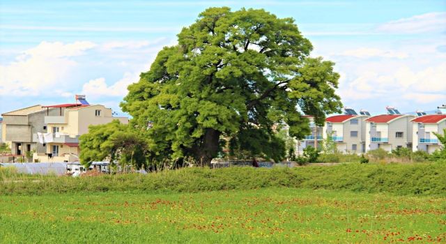 208 yaşındaki ağaç için seferber oldular