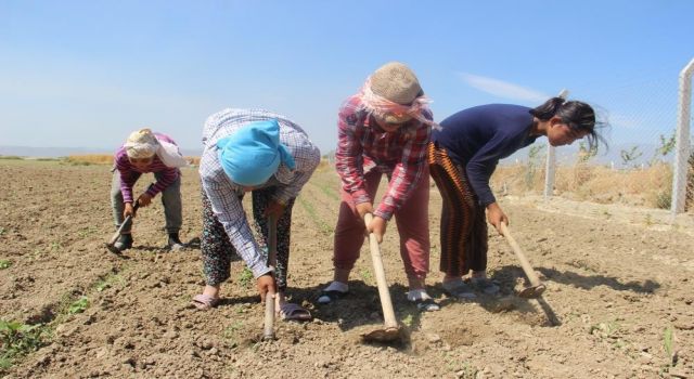 Aydın'da çiftçi yaşı yükselmeye devam ediyor