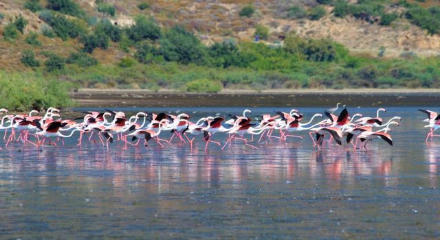 Flamingolar, Avşarlı’yı kabullendi