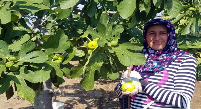 Günlerdir poyraz beklenen Aydın'da inciri deniz yeli vurdu