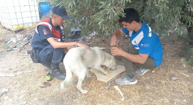 Karacasu’da sokak hayvanlarına jandarma şefkati