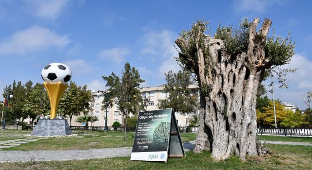 Kesilmekten kurtarılan ağaçlar parklara dikiliyor