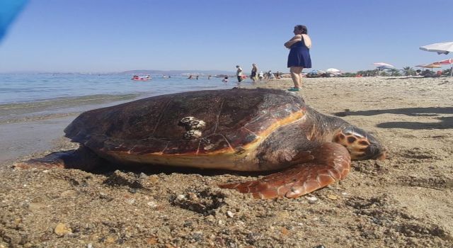 Kuşadası sahilinde ölü caretta caretta bulundu