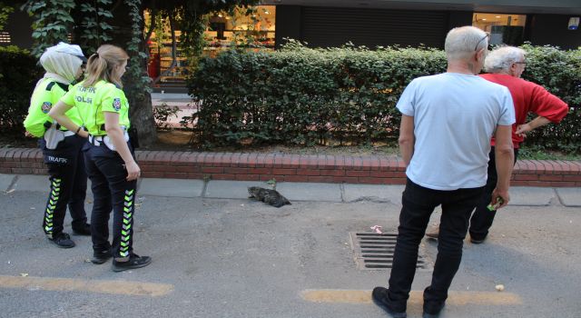 Ayağı kırılan kediyi, kadın trafik polisleri  kurtardı