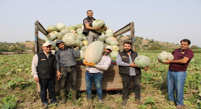 Damakları tatlandıran balkabağının tarladan sofraya yolculuğu başladı