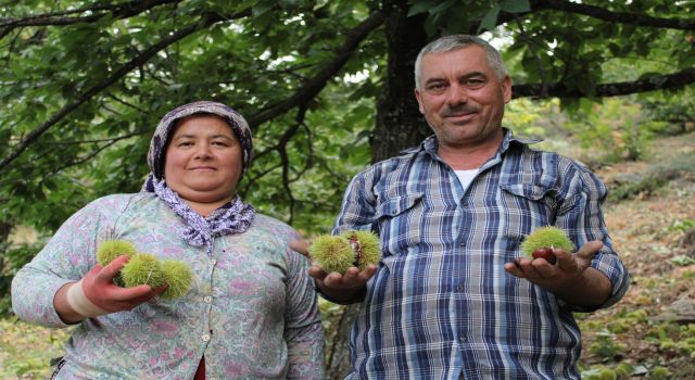 Kestane üreticilerini hasat telaşı sardı