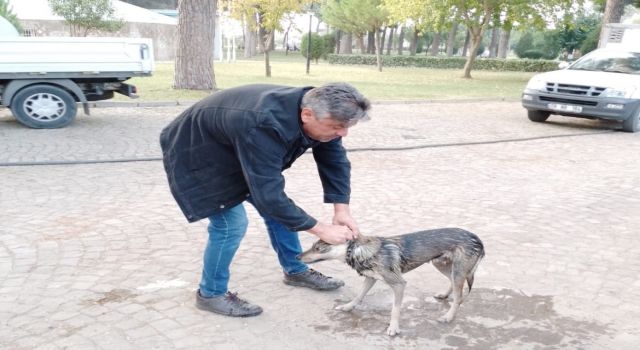 Nazilli’de havuza düşen sokak köpeğini belediye ekipleri kurtardı 