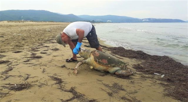 Pamucak sahilinde deniz kaplumbağası karaya vurdu