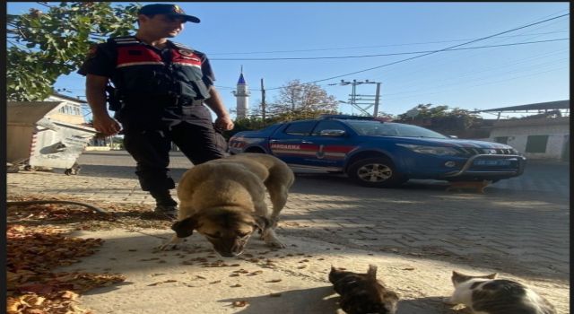 Jandarma sokak hayvanlarını unutmadı