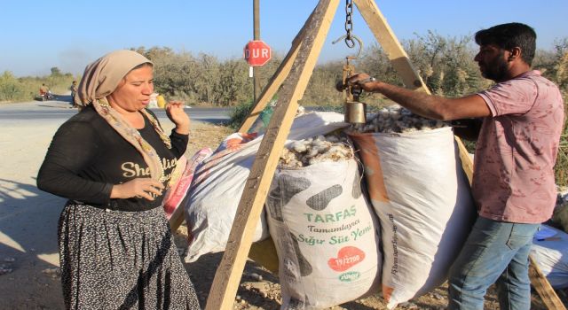 Kalıntı pamuklar ekonomiye kazandırılıyor