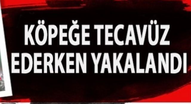 Köpeğe tecavüz eden sapık polisten kaçamadı 