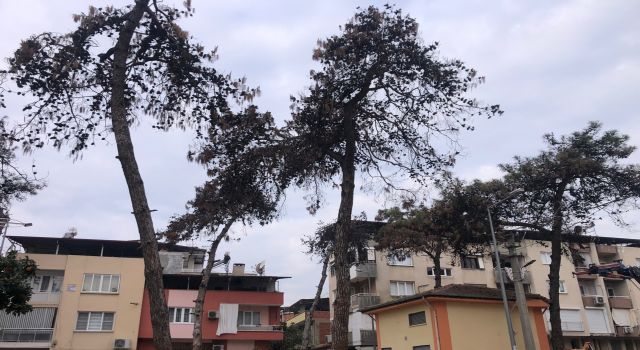 Nazilli Belediyesi’nden kuruyan çam ağaçları için önlem