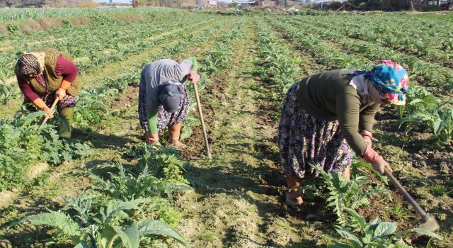 Çapacı kadınlar yevmiyelerin düşüklüğünden dert yandı