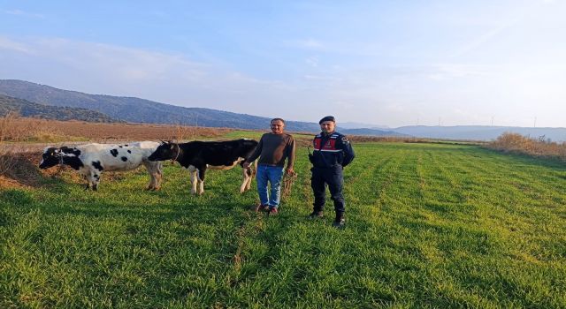 Jandarma kayıp hayvanlar için seferber oldu