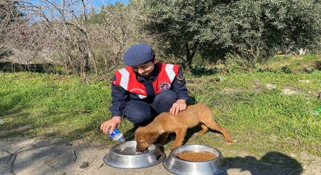 Jandarma sokak canlarını unutmadı