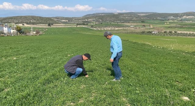 Aydın'da hububat ekili araziler denetlendi