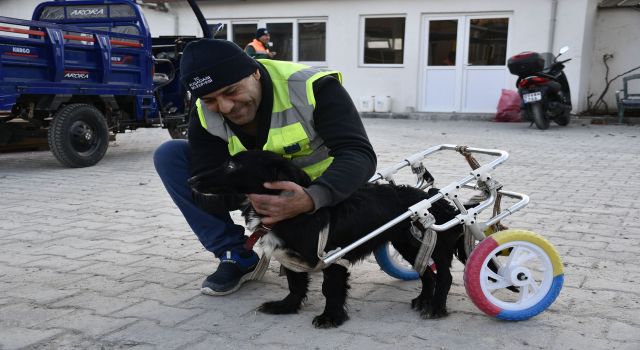 Felçli köpek 'Karam' sevgiyle yeniden yürüyor 