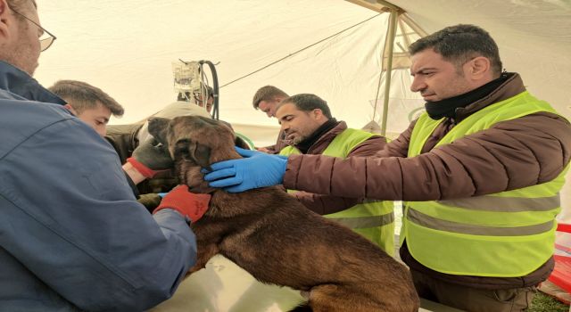 Tarım ve Orman Bakanlığı, deprem bölgesindeki can dostların yardımına koşuyor