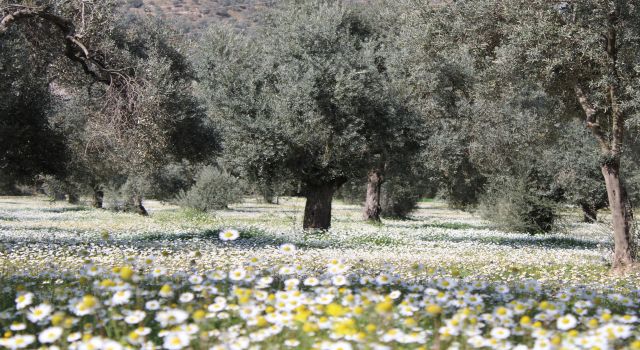 Bahar erken geldi, papatyalar yüzünü gösterdi 