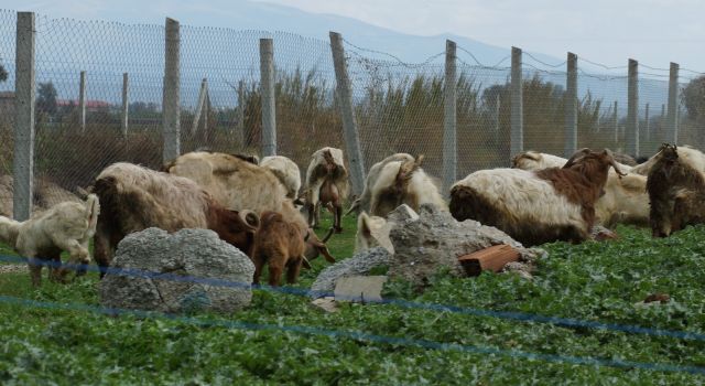Bahar yağmurları hayvanlara yaradı 