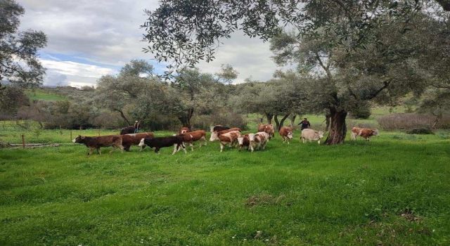 Firari ineği jandarma yakaladı 