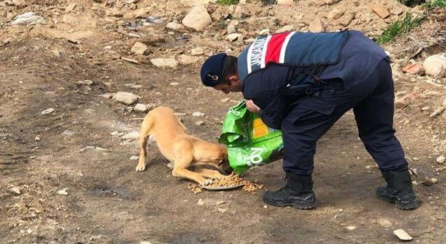 Jandarma sokak canlarını unutmadı