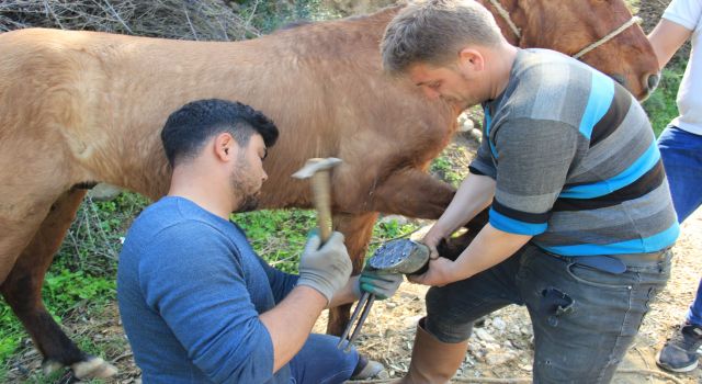 Çifte koşulan atlar bakıma alındı