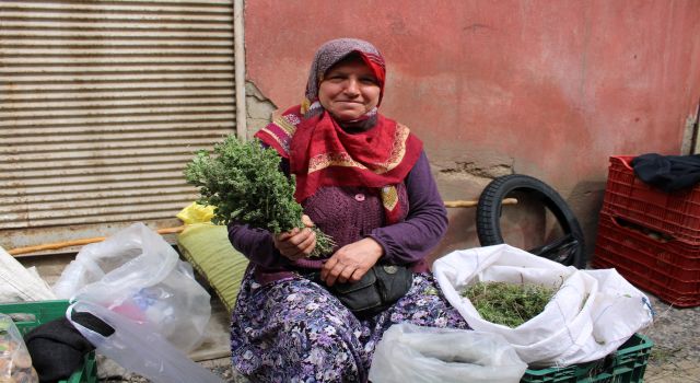 Dağ kekikleri tezgahlarda yerini aldı