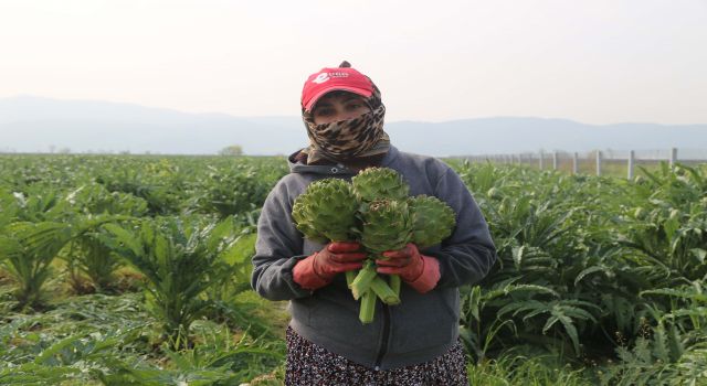 Efeler Belediyesi enginar hasadına başladı