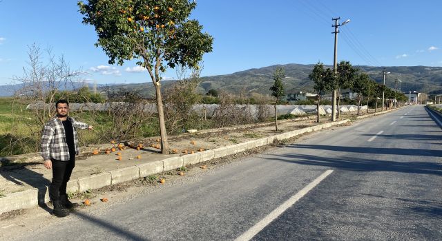 Pidelerin vazgeçilmezi turunçlar yerlere döküldü