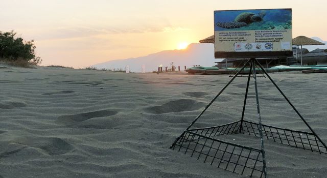 Sezonun ilk Caretta yuvası koruma altına alındı