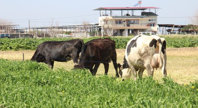 Teknoloji çobanları işsiz bırakıyor