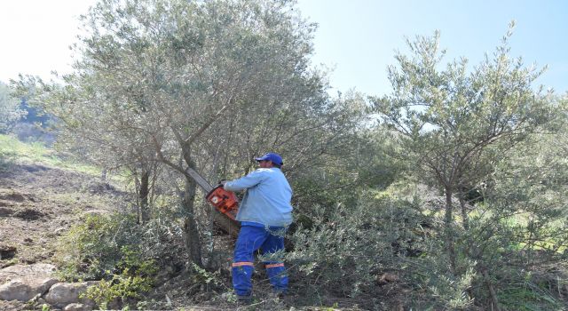 Yenipazar'da zeytin ağaçları budanıyor