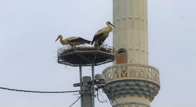 40 yıl aradan sonra gelen leyleklere yeni yuva