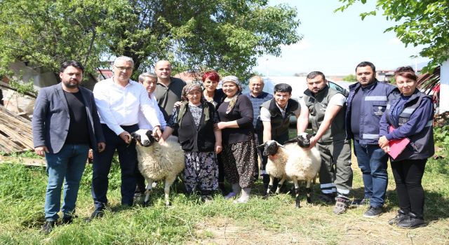 Başkan Çerçioğlu'ndan koyunları telef olan üretici kadına destek