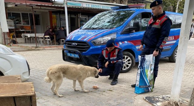 Jandarma ekipleri can dostları unutmuyor