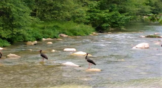 Doğada nadir görülen Karaleylekler dereyi mesken tuttu 