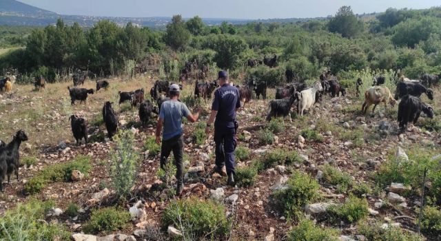 Firari keçiler drone ile bulundu