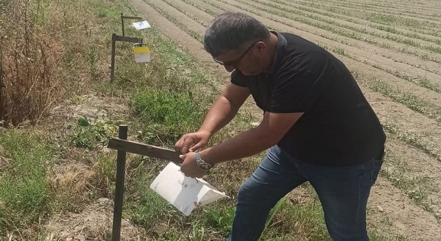 Pamuk tarlalarına tuzaklar asıldı