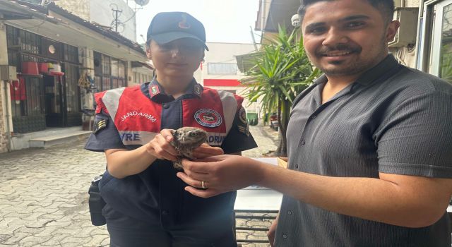 Yavru baykuşa jandarma koruması