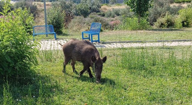 Acıkan domuzlar şehre indi